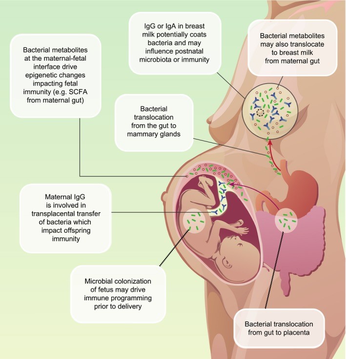 Illustration of altered microbiota and immunity of HIV-exposed infants