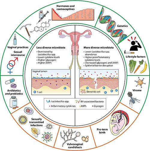 Illustration of genital tract microbiota and infectious disease susceptibility