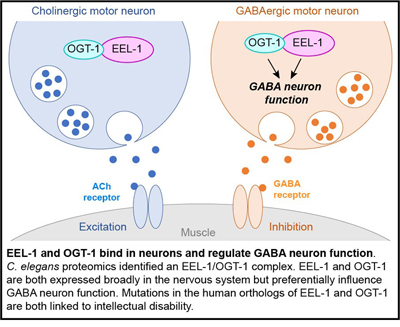 EEL-1 and OGT-1 bind in neurons and regulate GABA neuron function
