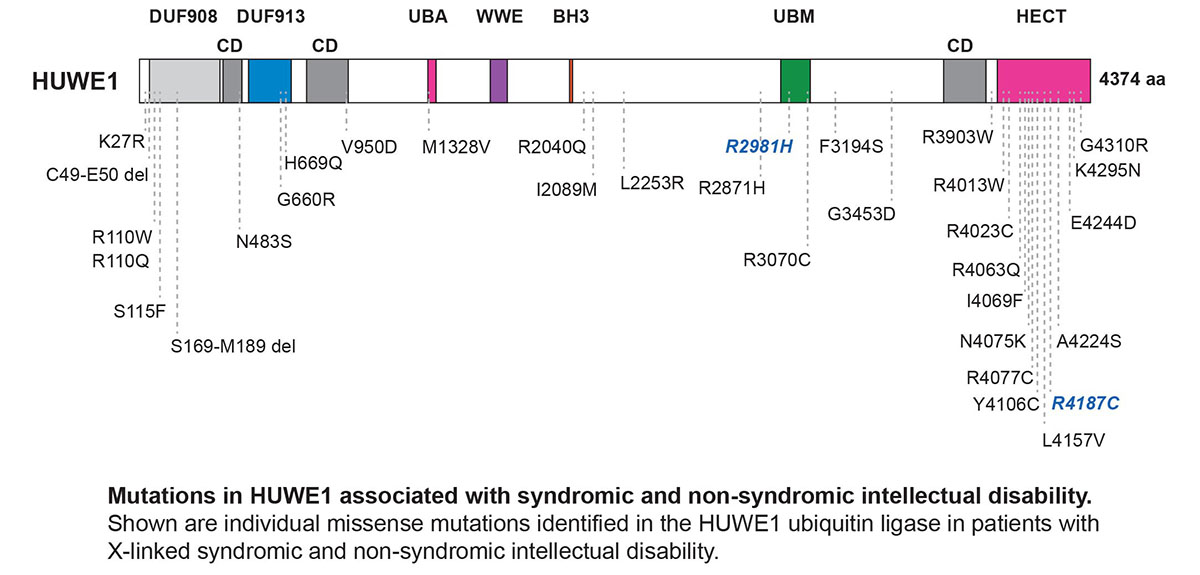 Mutations associated with syndromic and non-syndromic intellectual disability