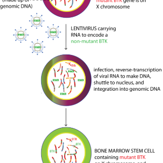 Lentivirus carrying RNA to encode a non-mutant BTK