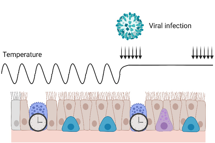 An illustration of Airway Epithelial Responses in Airway Diseases