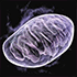 Purple mitochondria against a black background