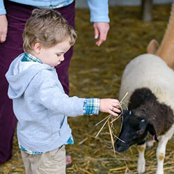 A child feeds a baby goat.