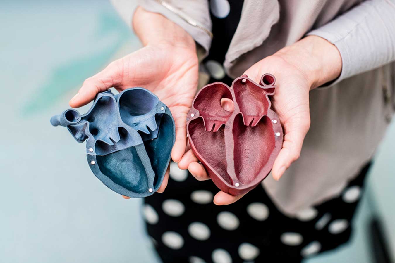 3D model of a heart in two halves