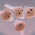 4 zebrafish embryo