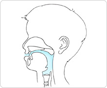 Typical speech: A closed soft palate pushes airflow (shown in blue) through the mouth.