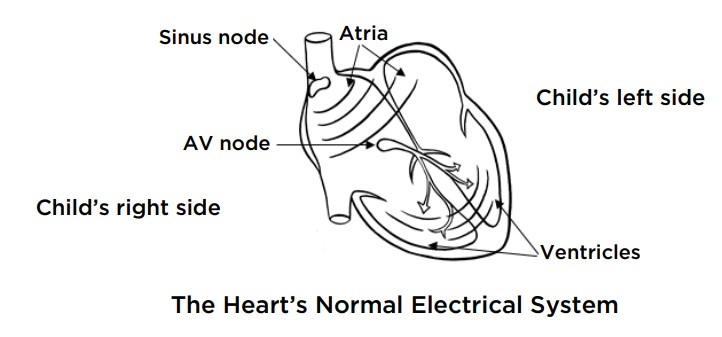 hearts normal electrical system.jpg