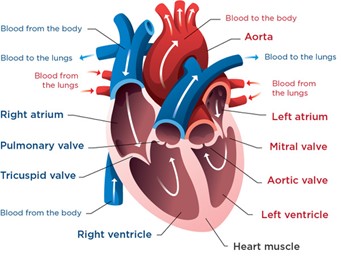 Diagram of a healthy heart