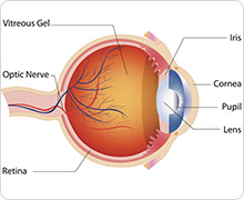 Eye Anatomy