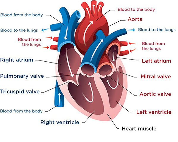 A diagram of a healthy heart