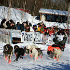 Alaska track, dogs