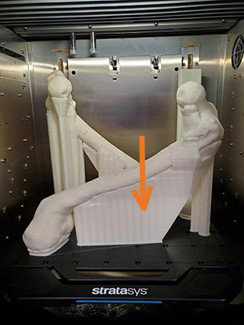 A 3D-printed femur model