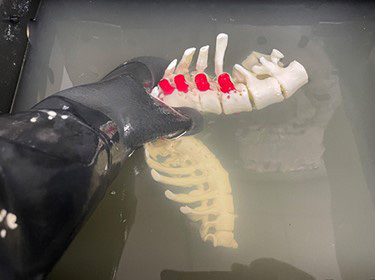 A 3D-printed spine model in an alkaline bath