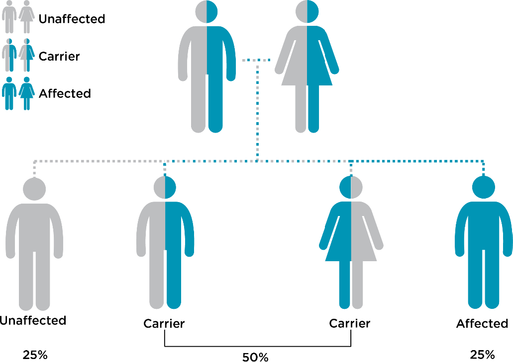 Diagram showing inheritance chances of 3-MCC