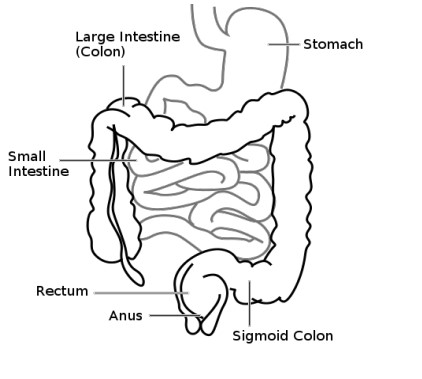an illustration of the digestive tract