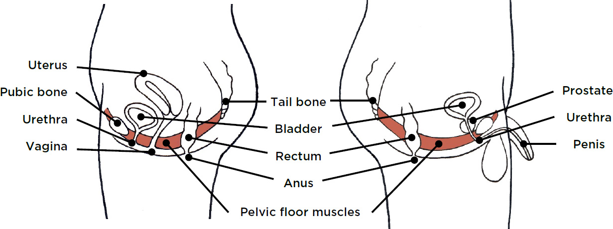Side view of pelvic floor muscles and the organs they support