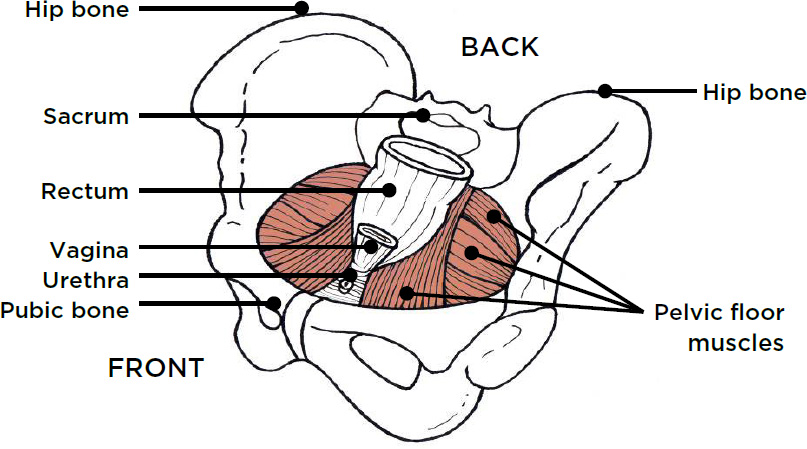 View of pelvic muscles looking down inside the body on a child with a vagina