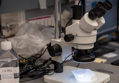 A microscope at Seattle Children's Research Institute