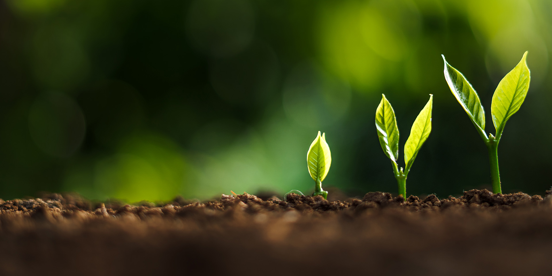 sprouts coming out of the ground