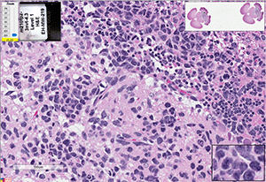 Med-210FH cells