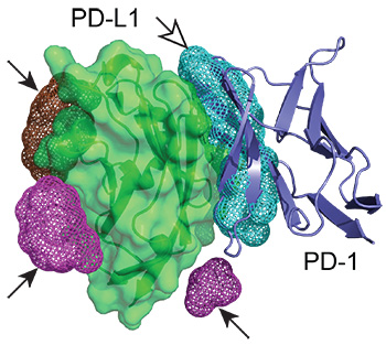 PDL-1 figure