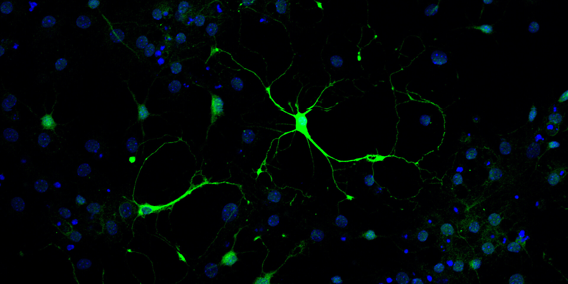 Decorative image of cells