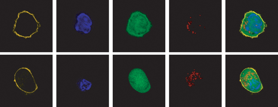 Images of cells
