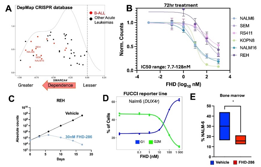 Figure 1: SWI/SNF in B-ALL. A) DepMap dependency scores of leukemia cell lines including B-ALL (red dots). B) Dose response curves of B-ALL cell lines treated with FHD-286 x 72hrs. C) Response of REH cells after prolonged treatment with sub-IC50 dosing. D) Cell cycle analysis of NALM6 cells treated with FHD-286 measured by FUCCI reporter cell lines. E) Level of disease in NSG mice (N=3/group) engrafted with human B-ALL cell line NALM6 treated with FHD-286 or vehicle x 7days. *p<0.05