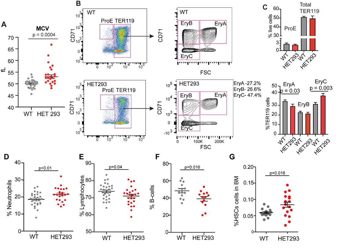 Figure 1: Hematopoietic perturbations in murine models of TBRS. Relative to wild-type  (WT) littermate controls, mice with heterozygous germline deletions affecting amino acid 293 (HET293) have A) macrocytosis with B) evidence by flow cytometric analysis of the bone marrow (BM) to have altered maturation of erythroblasts with C) decreased percentages of maturing erythroblasts in the earliest stage (EryA) and increased percent in more mature the EryC stage. HET 293 mice are also characterized by D) increased percentages of blood leukocytes being comprised of neutrophils, E) reduced lymphocytes, due to F) reduced B-cells in the blood. G) HET293 mice also have increased percentages of LSK-SLAM hematopoietic stem cells (HSCs) in the BM.