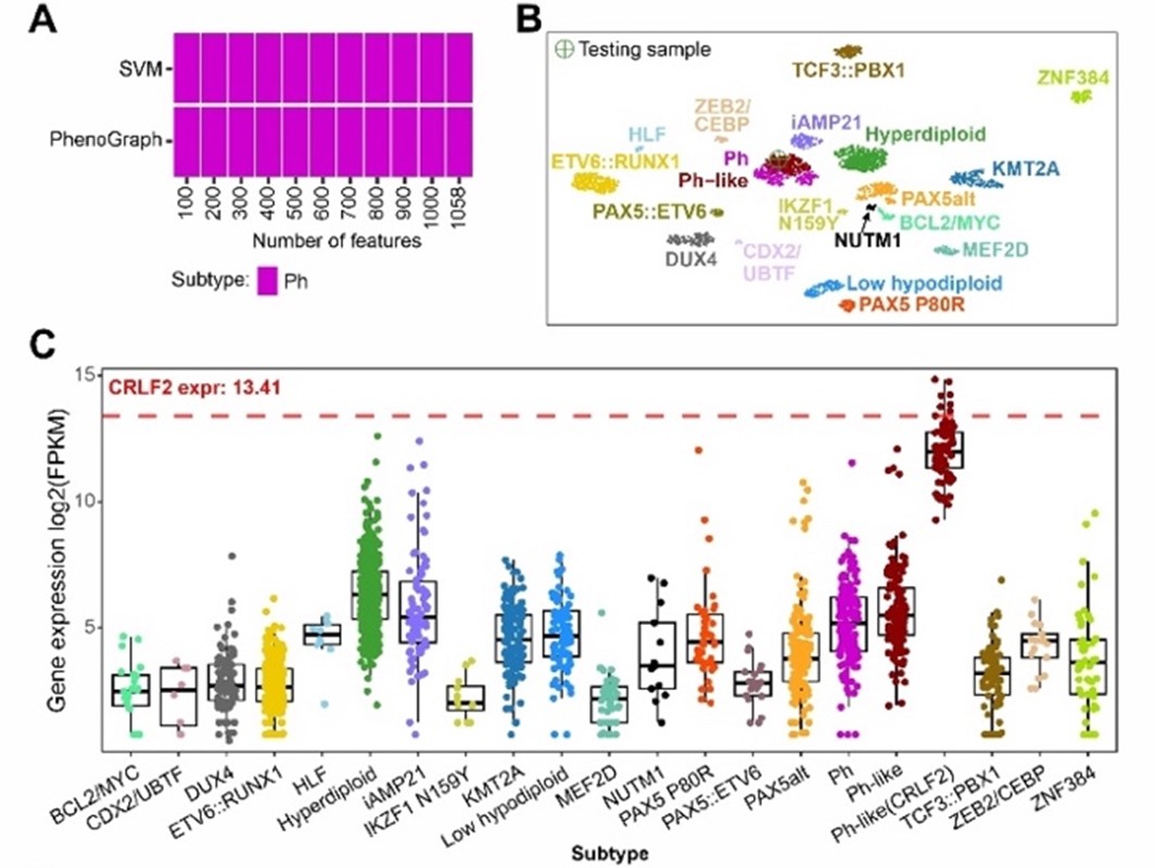 Figure 1: GEP-based B-ALL classification by MD-ALL. (A) Subtype prediction by SVM and PhenoGraph models using different numbers of feature genes. (B) UMAP projection of 1,058 feature genes shows the test sample clustering with the Ph/Ph-like group. (C) CRLF2 expression across B-ALL subtypes highlight overexpression in CRLF2r cases.