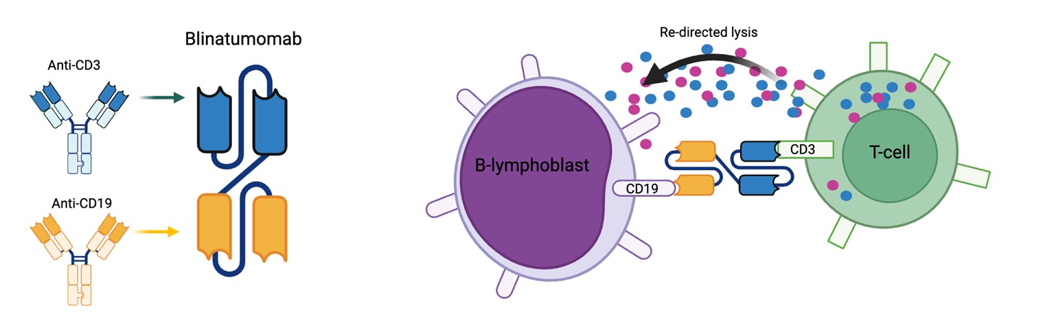 Blinatumomab diagram