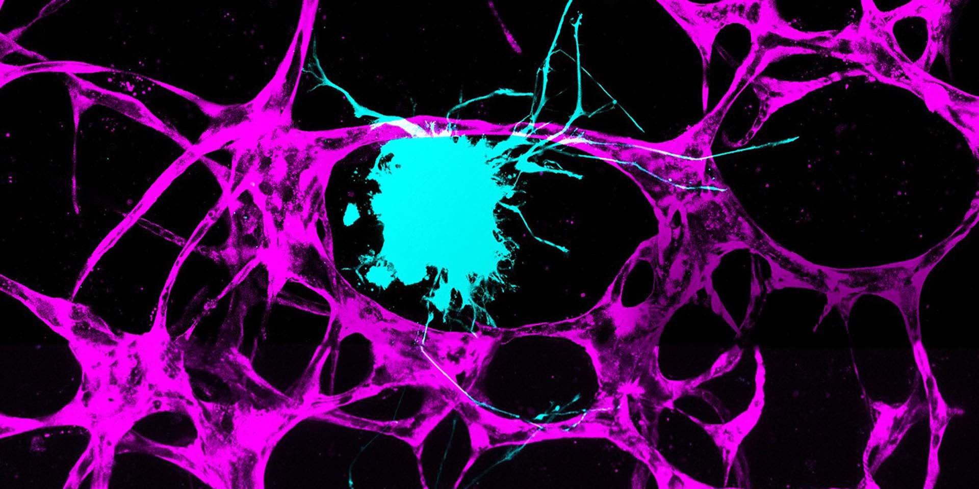 Close-up of a cell
