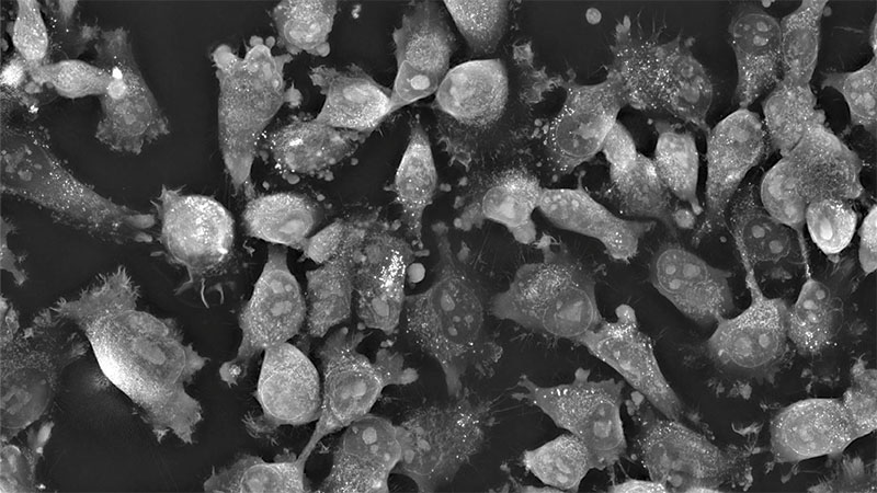 Close-up of cells