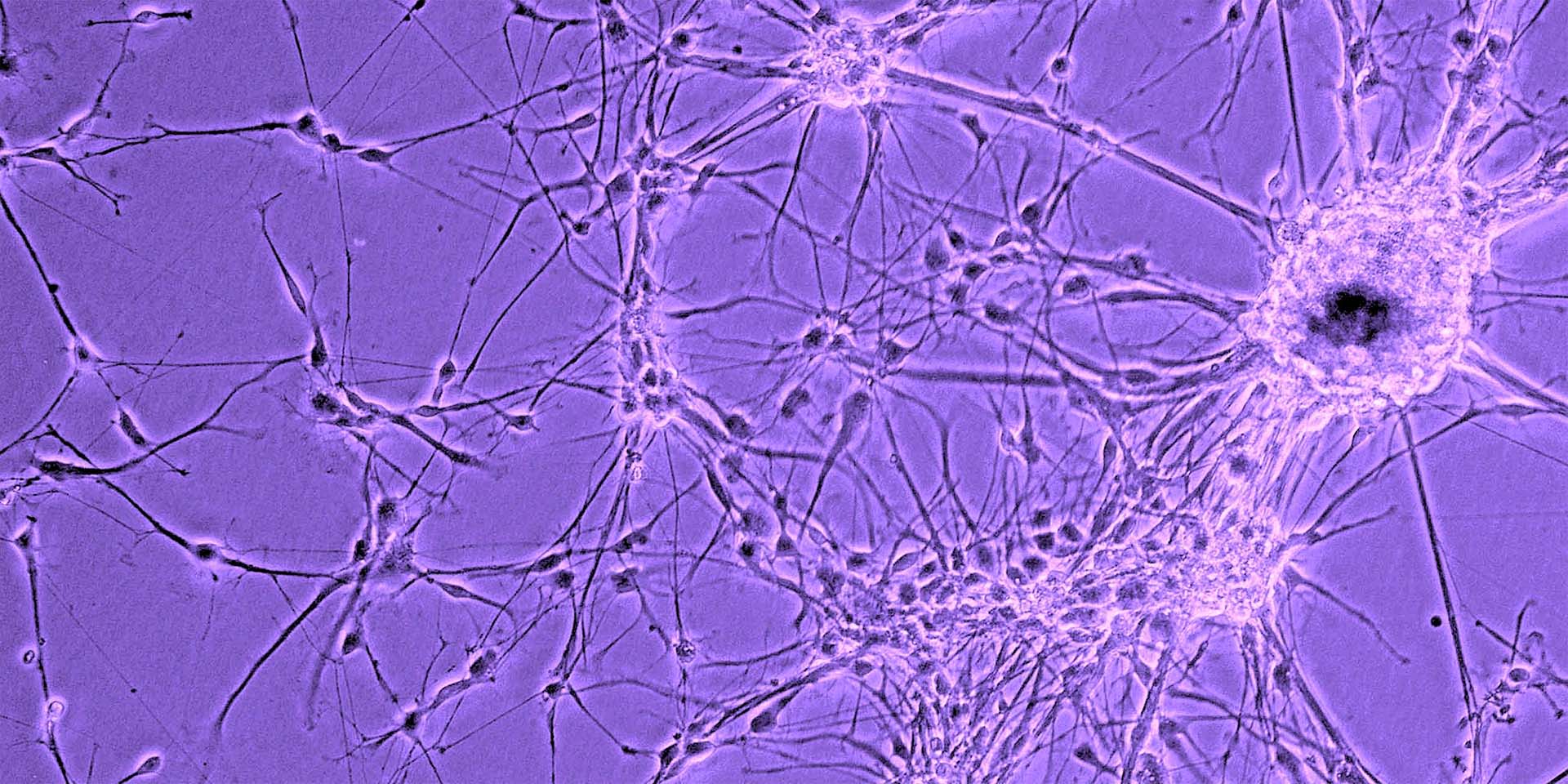 Microscope view of cells