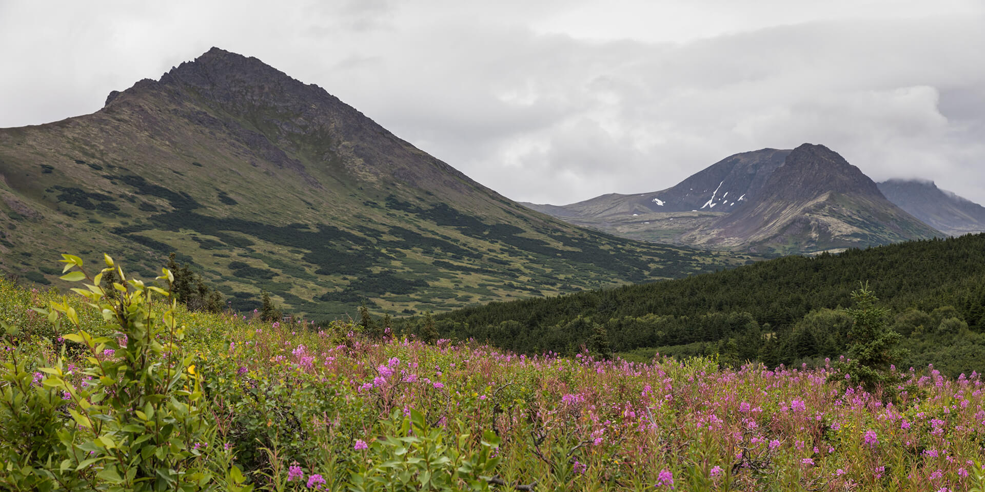 Alpine meadow with mountains in background