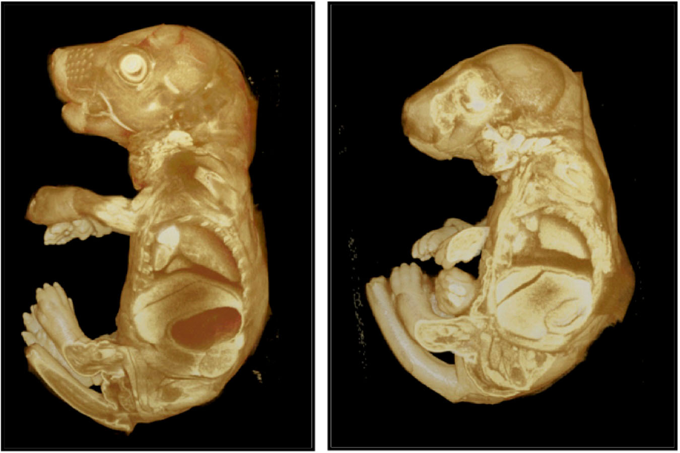 Micro-CT analysis of a normal mouse embryo and a mutant with renal aplasia