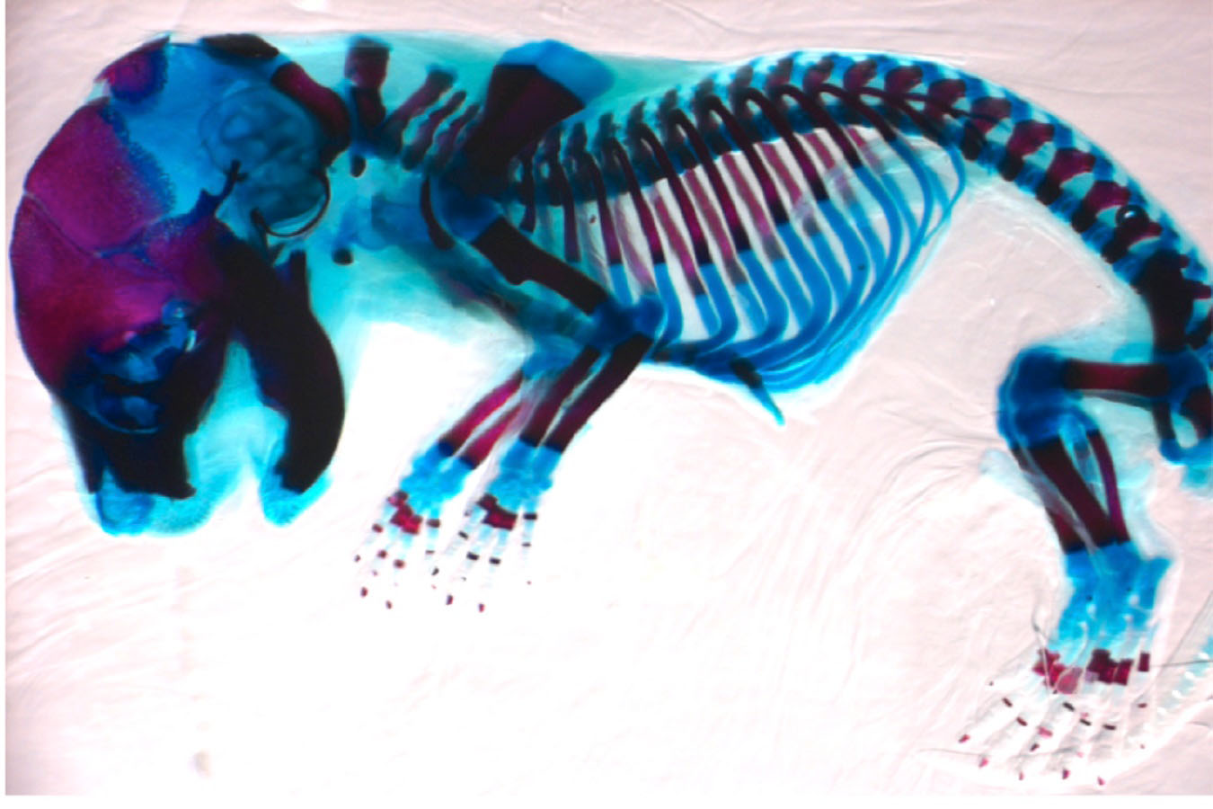 Imaging of a mouse skeleton