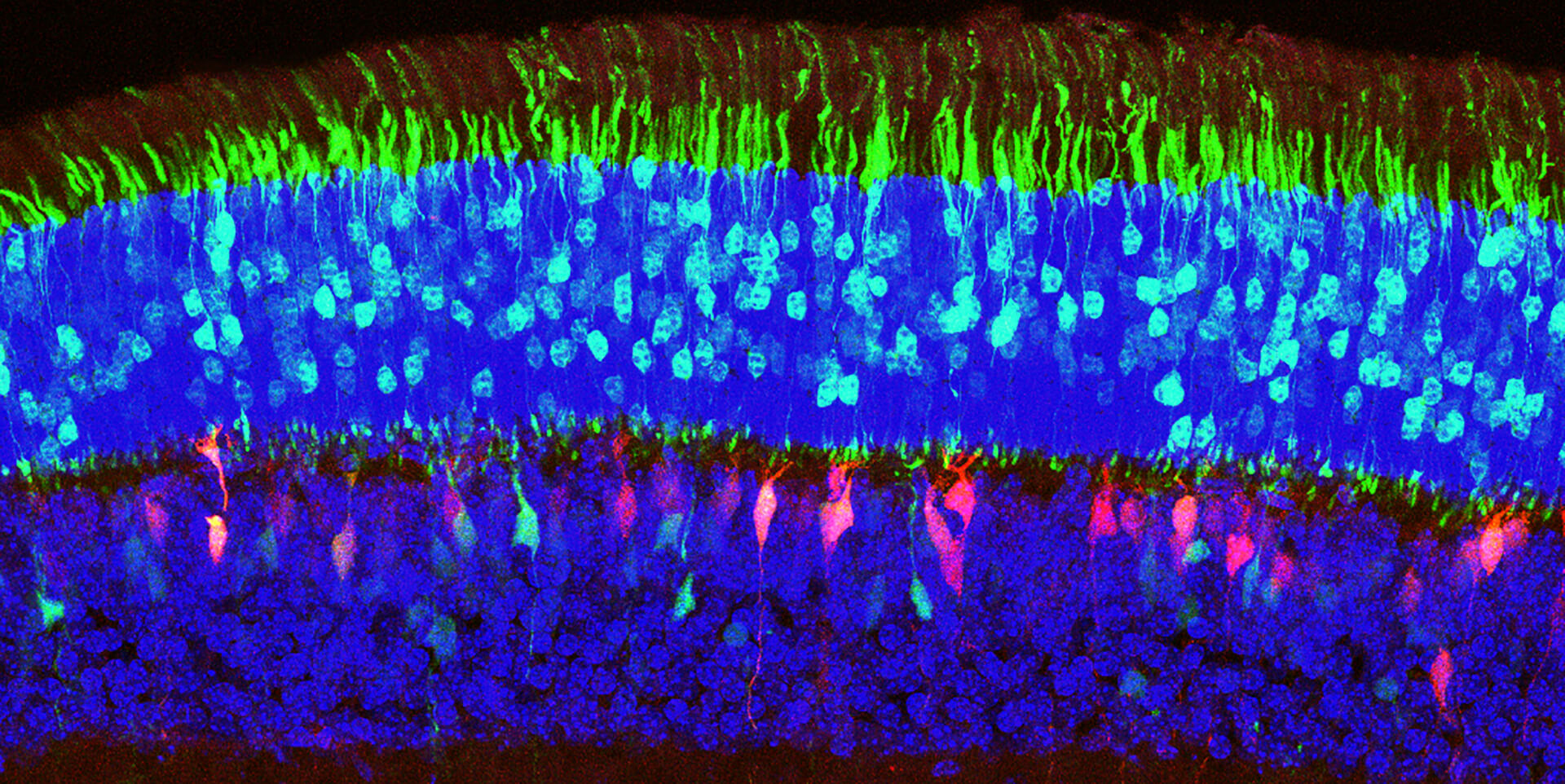 colorful microscopic cross section 