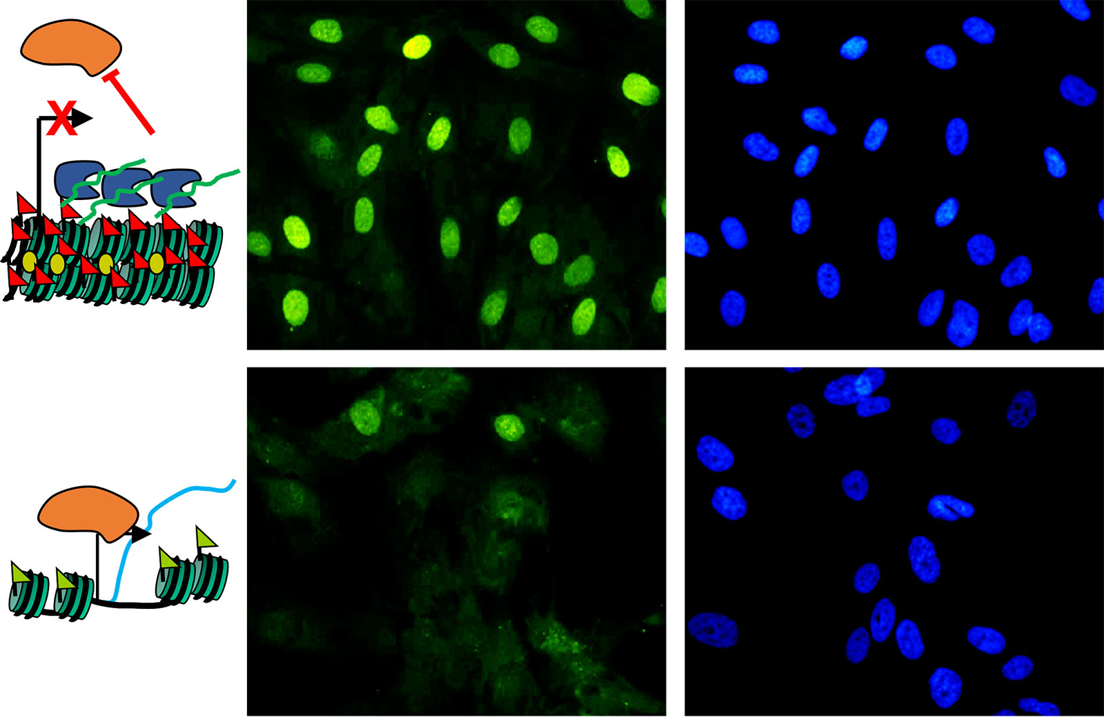 disrupting-heterochromatin-detail.jpg