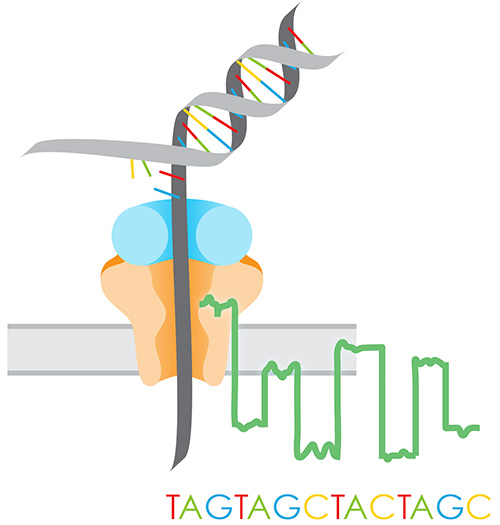Illustration of DNA