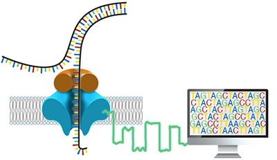 Illustration of ONT long-read sequencing