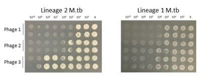Charts showing Lineage 3 M.tb Phages 1, 2 and 3