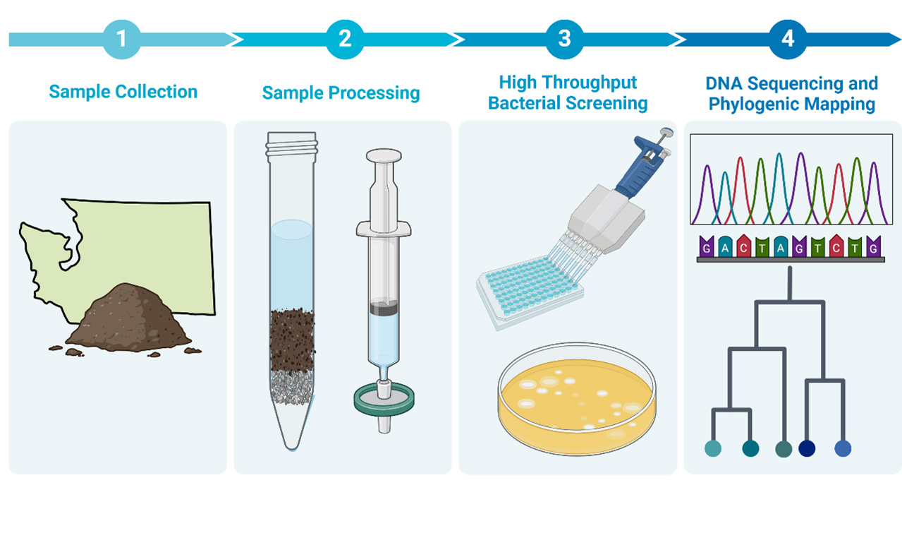 Graphic showing: Step 1) Sample collection; Step 2) Sample Processing; Step 3)High Throughput Bacterial Screening; Step 4) DNA Sequencing and Phylogenic Mapping