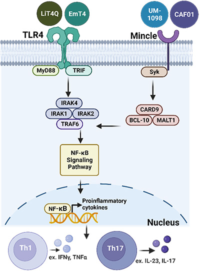 This image portrays the activation of the NF-kB signaling pathway by TLR4 and Mincle adjuvants and results in TH1 and TH17 immune responses.