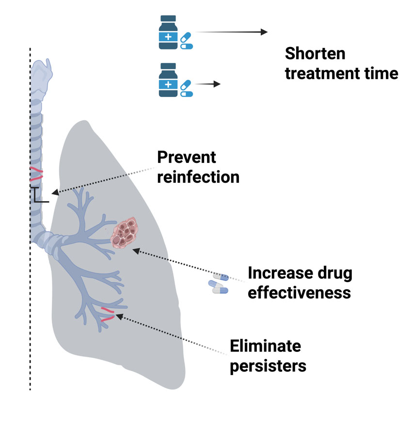 Possible treatment outcomes using a combined therapeutic vaccine and drug treatment regimen.