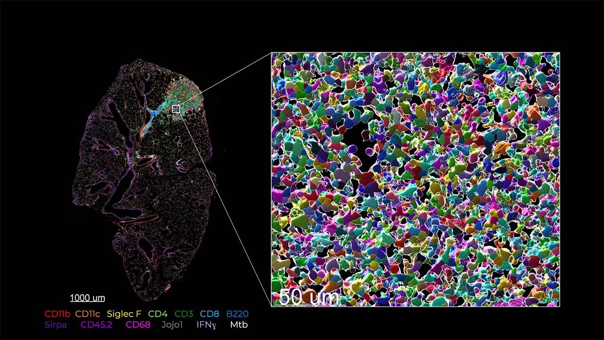 Virtual cell segmentation