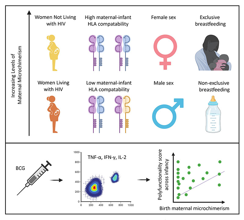 Researchers identify previously unknown factors that influence the number of maternal cells transferred to offspring during pregnancy and/or infancy and show that these maternal cells can strengthen infants’ T cell responses to a vaccine administered in early life. 