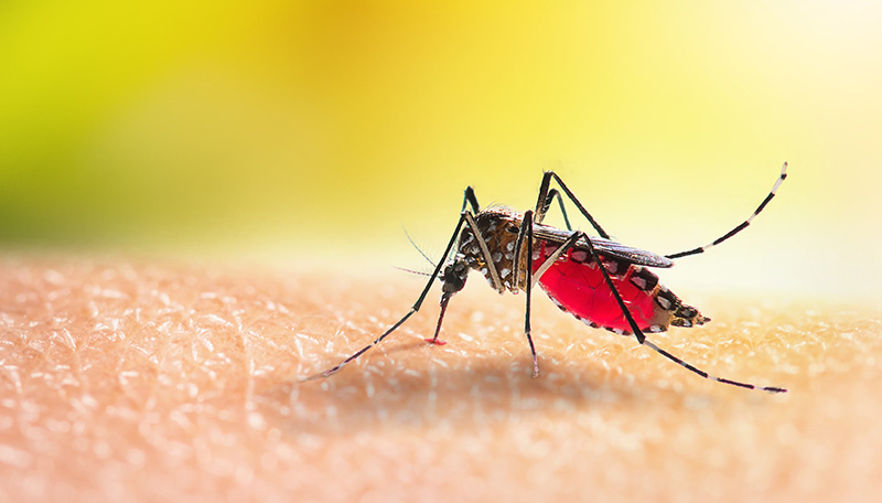 a mosquito biting a human