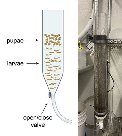A pupae separation funnel